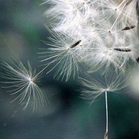 唯美好看蒲公英微信头像