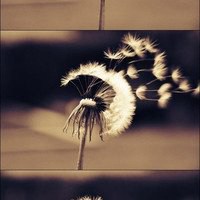 唯美好看蒲公英微信头像