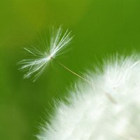 唯美好看蒲公英微信头像