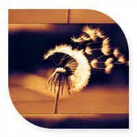 唯美好看蒲公英微信头像