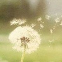 唯美好看蒲公英微信头像