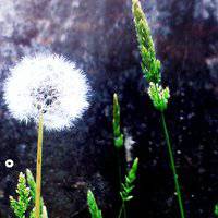 唯美好看蒲公英微信头像