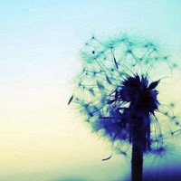 唯美好看蒲公英微信头像