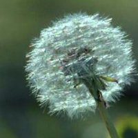 唯美好看蒲公英微信头像