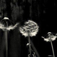 唯美好看蒲公英微信头像