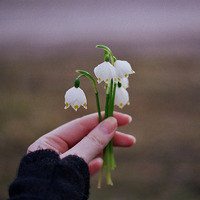 唯美好看蒲公英微信头像