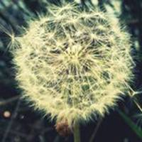 唯美好看蒲公英微信头像