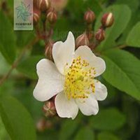 唯美好看蔷薇花微信头像