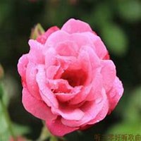 唯美好看蔷薇花微信头像