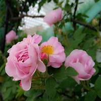 唯美好看蔷薇花微信头像