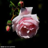 唯美好看蔷薇花微信头像