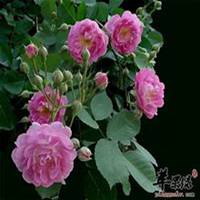 唯美好看蔷薇花微信头像