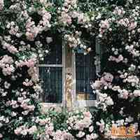 唯美好看蔷薇花微信头像