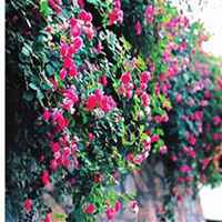 唯美好看蔷薇花微信头像