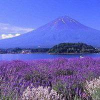 唯美好看薰衣草微信头像