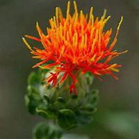 唯美好看藏红花微信头像