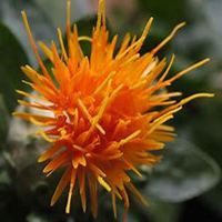 唯美好看藏红花微信头像