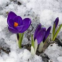 唯美好看藏红花微信头像