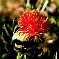 唯美好看藏红花微信头像