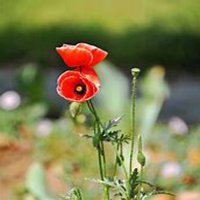 唯美好看虞美人花微信头像