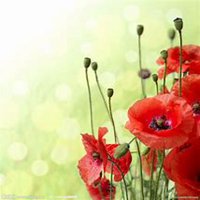 唯美好看虞美人花微信头像