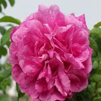 唯美好看虞美人花微信头像