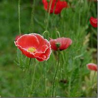 唯美好看虞美人花微信头像