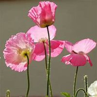 唯美好看虞美人花微信头像