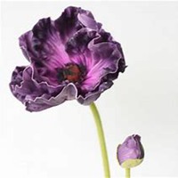 唯美好看虞美人花微信头像