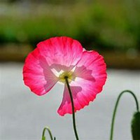 唯美好看虞美人花微信头像