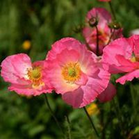 唯美好看虞美人花微信头像