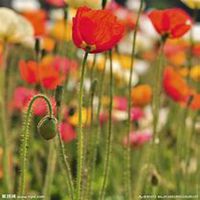 唯美好看虞美人花微信头像