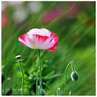 唯美好看虞美人花微信头像