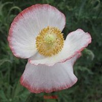 唯美好看虞美人花微信头像