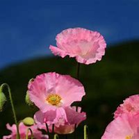 唯美好看虞美人花微信头像