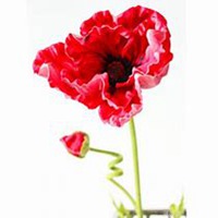 唯美好看虞美人花微信头像