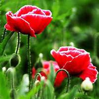 唯美好看虞美人花微信头像