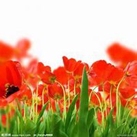 唯美好看虞美人花微信头像