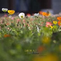 唯美好看虞美人花微信头像