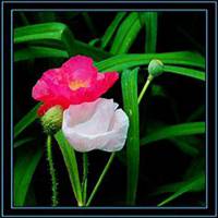 唯美好看虞美人花微信头像