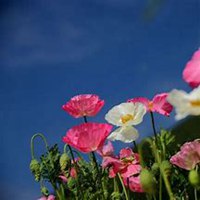 唯美好看虞美人花微信头像