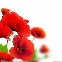 唯美好看虞美人花微信头像