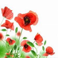 唯美好看虞美人花微信头像