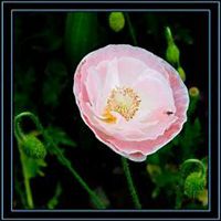 唯美好看虞美人花微信头像