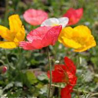 唯美好看虞美人花微信头像