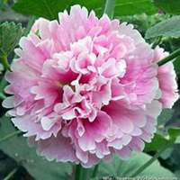 唯美好看蜀葵微信头像