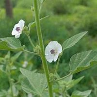 唯美好看蜀葵微信头像