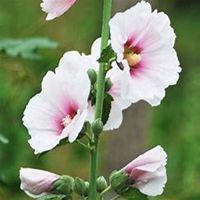 唯美好看蜀葵微信头像