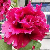 唯美好看蜀葵微信头像