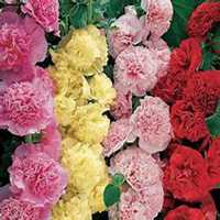 唯美好看蜀葵微信头像